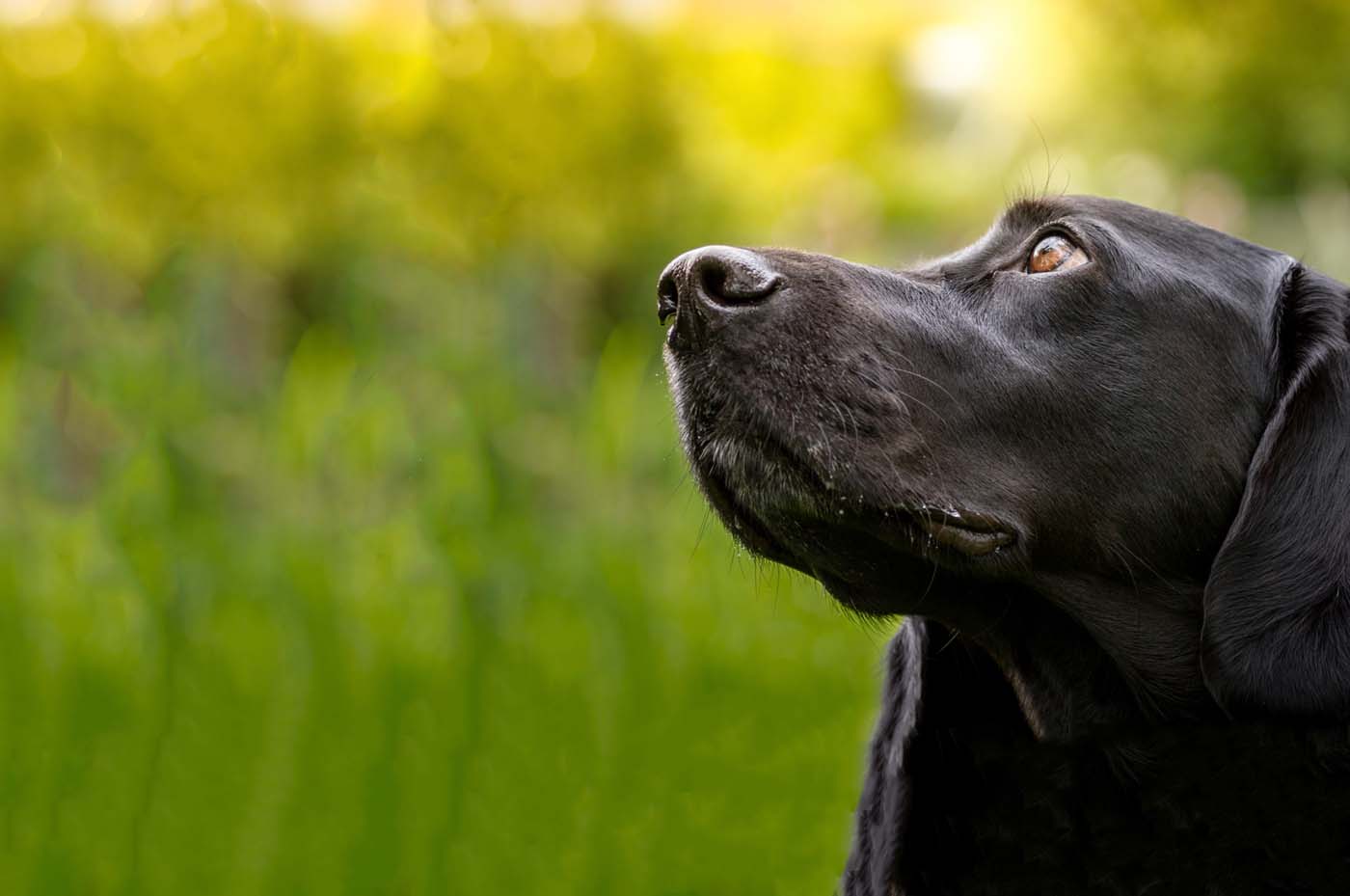 Guardian Pet Fence Guardian Pet Fence